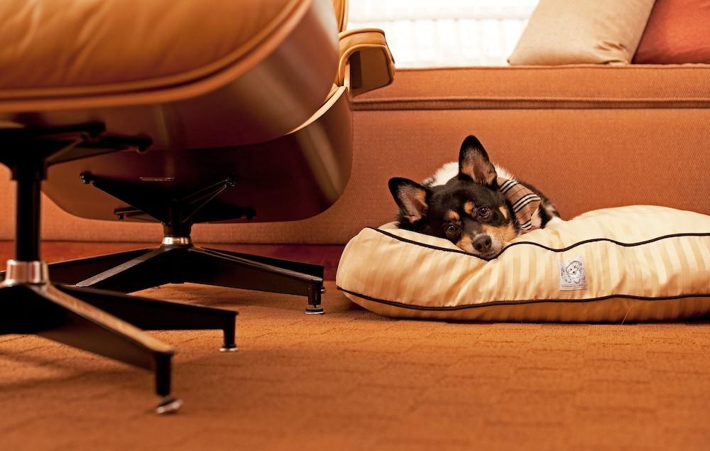 Hyatt Place Gurgaon Udyog Vihar Экстерьер фото A dog on a dog bed