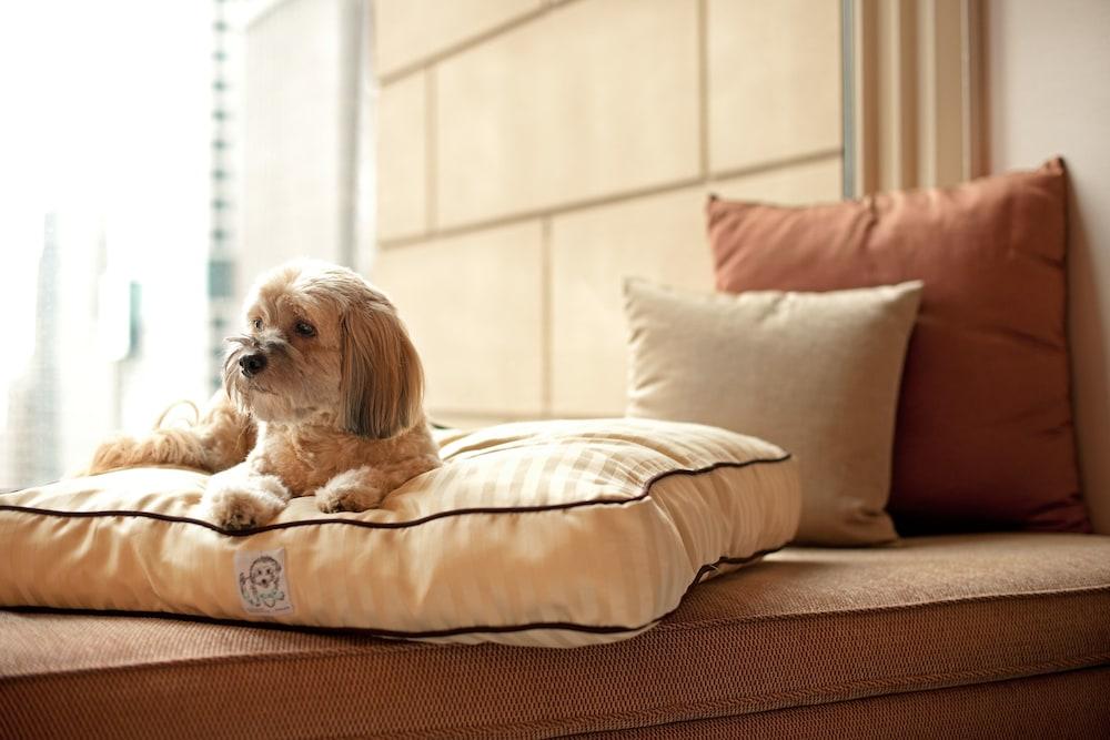 Hyatt Place Gurgaon Udyog Vihar Экстерьер фото A dog on a dog bed